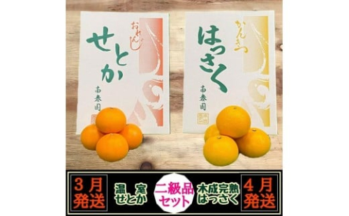 定期便 春に楽しむ ハウス せとか ＆ 木成 完熟 有田 はっさく 傷あり 二級品 セット 全2回 南泰園 2529560 - 和歌山県有田川町