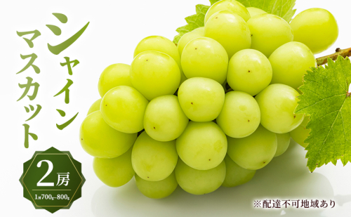 ぶどう 2026年 先行予約 シャイン マスカット 2房 （1房700g～800g） 大粒 種無し ブドウ 葡萄 岡山県産 国産 フルーツ 果物 ギフト MAKANAファーマーズ 種なし 皮ごと デザート 2529821 - 岡山県瀬戸内市