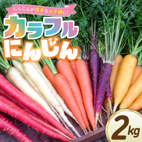 〈予約受付〉メディア出演多数！【期間限定】（お試し） 冬の寒さでぎゅっと濃い！虹色のカラフルにんじん 2kg 鈴盛農園 農家直送 甘い スーパーフード 健康 自慢 ジュース サラダ ギフト 贈り物 βカロテン ポリフェノール リコピン ジューシー 試用 自慢 おためし H022-015 2530001 - 愛知県碧南市