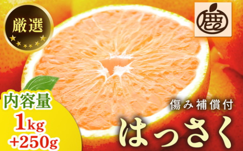 厳選 はっさく1kg+250g（傷み補償分） 2530629 - 和歌山県美浜町