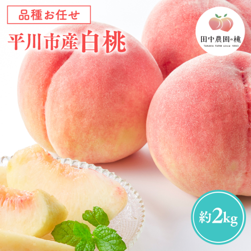 先行予約≪8月～9月発送予定≫  品種お任せ 平川市産 白桃 約2kg (5-6玉）【青森県 平川市 田中農園】フルーツ 果物 桃 もも モモ 白桃 ピーチ はくとう お取り寄せ 先行予約 旬 おまかせ  2530641 - 青森県平川市