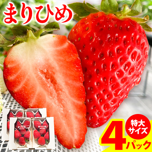 【先行予約】希少！まりひめ　特大サイズ　約300g～350g×4パック きよ農園《2027年2月中旬-3月末頃出荷》 いちご 苺 まりひめ フルーツ 果物 スイーツ 送料無料 2530974 - 和歌山県紀の川市