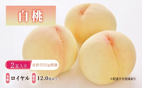 桃 2026年 先行予約 白桃 等級: ロイヤル 糖度12.0度以上 2玉入り 合計500g前後 もも モモ 岡山県産 国産 フルーツ 果物 ギフト 2531597 - 岡山県玉野市