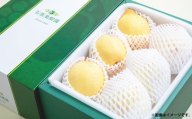 鴨梨 （ヤーリー） 5～10玉 約3kg 贈答箱 ／ 梨 なし ナシ 果物  【2026年11月下旬～12月下旬発送予定】