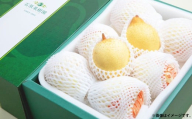 鴨梨 （ヤーリー） 6～10玉 約4kg 贈答箱 ／ 梨 なし ナシ 果物  【2026年11月下旬～12月下旬発送予定】