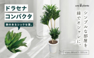 観葉植物 ドラセナコンパクタ8号(約H80cm〜100cm) / 秦野 神奈川 インテリア オシャレ 室内 南国感 鉢物 常緑低木 美しいフォルム ギフト 育てやすい