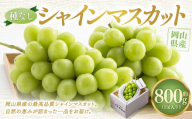 【種なし】岡山県産 シャインマスカット 1房箱 計約800g マスカット ぶどう ブドウ 葡萄 フルーツ 種無し【2026年10月上旬-11月下旬発送予定】