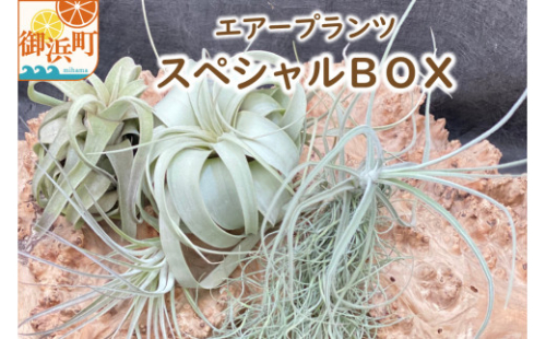 エアープランツスペシャルBOX エアープランツ ティランジア 詰め合わせ 観葉植物 植物 エアプランツ 園芸 インテリア ギフト セット 詰め合わせ 三重県 御浜町 