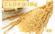四街道産 コシヒカリ / お米 こしひかり 10kg 玄米