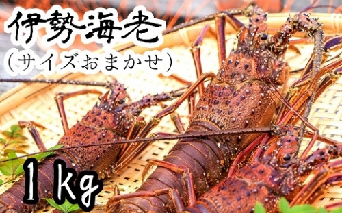 先行予約】伊勢海老１kg（サイズおまかせ高知県産）※着日指定不可※エビ