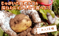 じゃがいも堀り ＆ 採れたて試食会 体験 地元 シェフ と 採れたて 野菜 をみんなで食べよう こども 親子 沼津 戸田  実季楽農園 【海と山に育まれた 戸田 の恵を掘り起こそう】  収穫 収穫体験 大人 1名 じゃがいも 掘り 体験 試食 観光 静岡 沼津