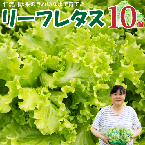 ＜佐川町産 リーフレタス 10袋＞水耕栽培 野菜 高知 新鮮 西村農園 2534797 - 高知県佐川町