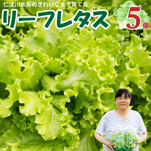 ＜佐川町産 リーフレタス 5袋＞水耕栽培 野菜 高知 新鮮 西村農園 2534798 - 高知県佐川町
