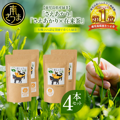 【鹿児島県産緑茶】ましょうのお茶「さえあかり」「さえあかり×在来茶」4本セット 計200g 鹿児島県産 かごしま お茶 日本茶 緑茶 茶葉 南さつま市 2534970 - 鹿児島県南さつま市