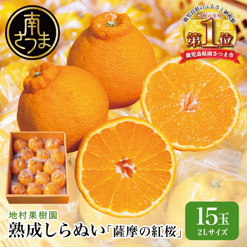 【至高の熟成柑橘】「薩摩の紅桜（不知火）」2Lサイズ15玉 果物 フルーツ 熟成 柑橘 長期貯蔵 しらぬい 不知火 鹿児島 南さつま市 2535021 - 鹿児島県南さつま市