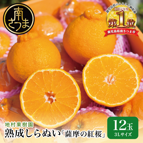【至高の熟成柑橘】「薩摩の紅桜（不知火）」3Lサイズ12玉 果物 フルーツ 熟成 柑橘 長期貯蔵 しらぬい 不知火 鹿児島 南さつま市 2535022 - 鹿児島県南さつま市