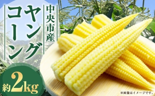 中央市産 ヤングコーン 約2kg コーン 野菜 やさい 旬のお野菜 国産 山梨県産 【 2026年5月下旬発送予定 】 2535730 - 山梨県中央市