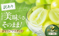 【先行予約】【2026年9月中旬より順次発送】 訳あり シャインマスカット 約2kg（3～5房）シャインマスカット ブドウ 葡萄 果物 フルーツ 愛媛県大洲市/沢井青果有限会社 訳アリ ワケあり わけあり 不揃い [AGBN056]
