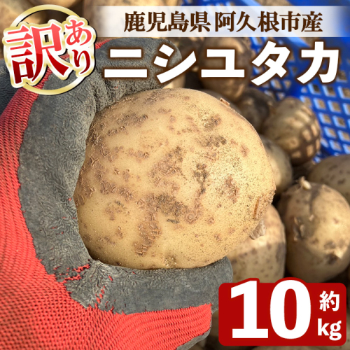 ＜先行予約受付中！2026年6月以降順次発送予定＞訳あり！じゃがいも ニシユタカ(10kg) 国産 鹿児島県産 阿久根市産 じゃがいも ジャガイモ 芋 ポテト にしゆたか 訳アリ 野菜 ポテトサラダ コロッケ 常温 常温配送 【慶越農園】akn107-07 2536797 - 鹿児島県阿久根市