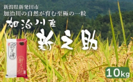 【加治川産新之助】 令和7年産 新潟県産 新之助 10kg 新潟県 新発田市 加治川産 新発田産 新潟 ふるさと納税 精米 米 お米 新之助 白米 米 お米 こめ コメ ライス ご飯 ごはん 美味しい 贈り物 国産 新潟県 新発田市 お取り寄せ 令和7年産米 産地直送 GAP認証 JGAP アグリ加治川 agk006_01