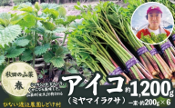 アイコ（ミヤマイラクサ） 約1200g 秋田の山菜 180P3203 /  東北 秋田 大館 山菜 山 自然 春の山菜 おひたし 酢味噌和え アイコ ミヤマイラクサ エラ