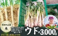 ウド 約3000g 北国の春の香りをお届けします 180P3204 / 東北 秋田 大館 山菜 山 自然 春の山菜 おひたし 酢味噌和え ウド北国の春の香り 天ぷら うどん どうぜん ほんうど やまくじら ヤマウド