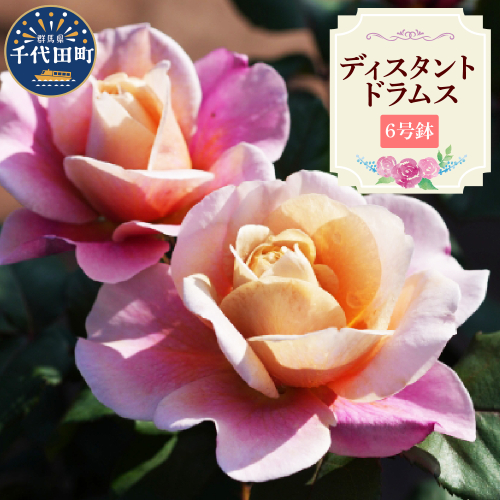 【群馬県千代田】ディスタントドラムス　【バラ】　鉢植え　６号鉢 2537024 - 群馬県千代田町