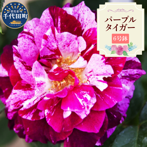 【群馬県千代田】パープルタイガー　【バラ】　鉢植え　６号鉢 2537026 - 群馬県千代田町