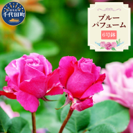 [群馬県千代田]ブルーパフューム [バラ] 鉢植え 6号鉢
