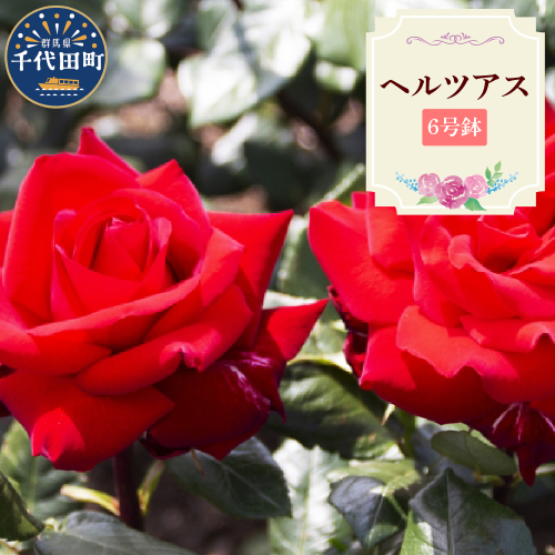 【群馬県千代田】ヘルツアス　【バラ】　鉢植え　６号鉢 2537028 - 群馬県千代田町