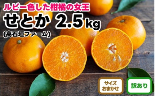 訳あり せとか 2.5kg M～2Lサイズおまかせ 高石垣ファーム 2537107 - 和歌山県有田川町