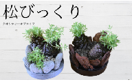 ミニ観賞用植物 いぶすき松びっくり2個(ほーぷ/A-304)