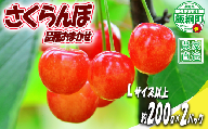 【 Lサイズ以上 冷蔵便 朝採り 当日発送 】 さくらんぼ Lサイズ以上 200g × 2パック （ 品種おまかせ ） 配送先は本州限定 2026年6月中旬〜2026年7月上旬まで順次発送予定 サイズL チェリー サクランボ 長野県 飯綱町 [2076]