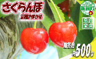 【 贈答品 冷蔵便 朝採り 当日発送 】 さくらんぼ 500g 贈答パック （ 品種おまかせ ） 配送先は本州限定 2026年6月中旬〜2026年7月上旬まで順次発送予定 チェリー サクランボ ギフト 長野県 飯綱町 [2077]