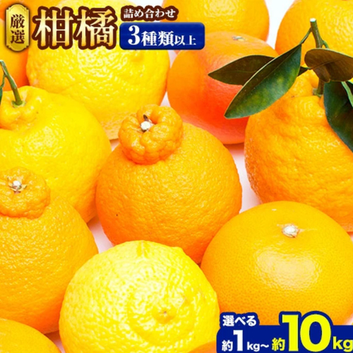 厳選 柑橘詰合せ 選べる 約1kg＋250g 約2.5kg＋250g 約5kg＋250g (傷み補償分) 3種類以上 有田の春みかん詰め合わせ 光センサー選別 池田鹿蔵農園 《2026年1月上旬-4月末頃出荷》 和歌山県 日高町 【配送不可地域あり】 2538646 - 和歌山県日高町