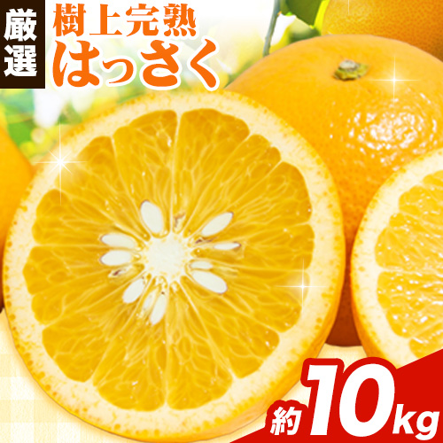 厳選 樹上完熟 はっさく 八朔 みかん 10kg＋250g 傷み補償分 池田鹿蔵農園 @日高町《2026年4月上旬-5月末頃出荷》和歌山県 日高町 送料無料 はっさくみかん ハッサク 厳選八朔みかん【配送不可地域あり】 2538792 - 和歌山県日高町
