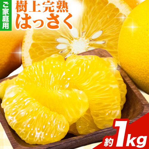 樹上完熟 ご家庭用 訳あり はっさく 八朔 みかん 1kg+250g 傷み補償分 池田鹿蔵農園 《2026年4月上旬-5月末頃出荷》和歌山県 日高町 送料無料 はっさくみかん 家庭用 光センサー選別 八朔 訳ありはっさく【配送不可地域あり】 2539101 - 和歌山県日高町