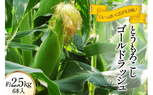 とうもろこし ゴールドラッシュ 約2.5kg 6本入 《6月前半から順次お届け》 [JAふえふき 山梨県 中央市 21470469] やさい 野菜 トウモロコシ コーン 2.5キロ 6本 季節限定 期間限定 数量限定 山梨 山梨県産【2026年6月上旬～7月上旬発送予定】 2539886 - 山梨県中央市
