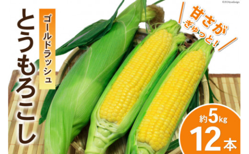 【期間限定発送】 野菜 とうもろこし ( ゴールドラッシュ ) 12本入 約5kg [笛吹農業協同組合 山梨県 中央市 21470872] やさい トウモロコシ コーン 甘い スイートコーン 季節限定 期間限定【2026年6月上旬～7月上旬発送予定】 2539887 - 山梨県中央市