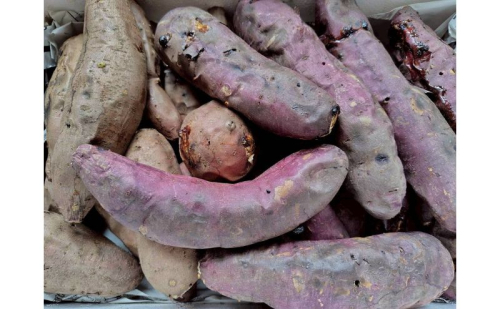 冷凍焼きいも 約1キロ 真空パック 詰め合わせ 品種ランダム 2品種 シルクスイート 安納芋 ベニアズマ 紅はるか ハロウィンスイート 北海道 日高町  2539890 - 北海道日高町