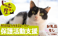 ≪お礼品なし≫保護猫 活動支援(1口：5,000円) 猫 ねこ ネコ 地域猫 野良猫 のらねこ さくら猫 保護 支援 保護猫活動 里親 動物保護 保護活動支援 ペット保護 支援活動 返礼品なし ボランティア活動 医療費 エサ代 TNR活動 去勢 【じゃむ屋】assn15-009