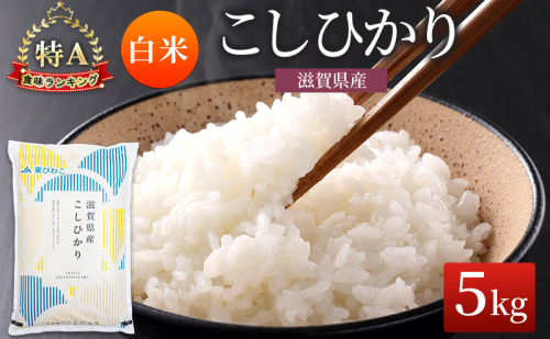 コシヒカリ 白米 5kg　米 コメ お米 こめ 精米 こしひかり 滋賀県 豊郷町 2540045 - 滋賀県豊郷町