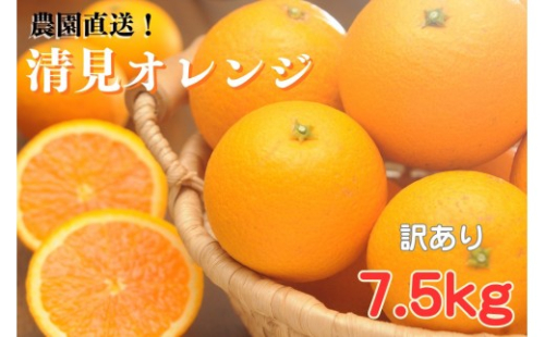 清見オレンジ【訳あり】7.5kg 和歌山県海南市の清見オレンジ  和歌山 海南市  果物 みかん 柑橘 人気 甘い おいしい フルーツ 2540074 - 和歌山県和歌山市
