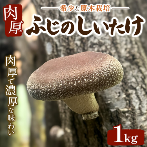 希少な原木栽培 肉厚 ふじのしいたけ 1kg ※2025年12月上旬～2026年4月上旬頃までに順次発送予定 2540103 - 神奈川県相模原市