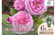 【イングリッシュローズ】デビッド・オースチン ガートルード・ジェキル 6L鉢苗（バラ専用肥料付）【025D-038】