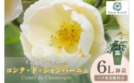 【イングリッシュローズ】デビッド・オースチン コンテ・ド・シャンパーニュ 6L鉢苗（バラ専用肥料付）【025D-039】