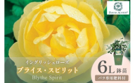 【イングリッシュローズ】デビッド・オースチン ブライス・スピリット 6L鉢苗（バラ専用肥料付）【025D-047】