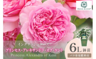 【イングリッシュローズ】デビッド・オースチン プリンセス・アレキサンドラ・オブ・ケント 6L鉢苗（バラ専用肥料付）【025D-048】