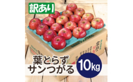 ＜2026年9月発送予定＞平均糖度12度以上! 葉とらずサンつがる 約10kg 訳あり【1667871】