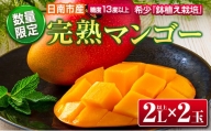 数量限定 希少 完熟 マンゴー 鉢植え栽培 2L以上×2玉 フルーツ 果物 国産 食品 デザート 完熟マンゴー 産地直送 送料無料_CB82-23